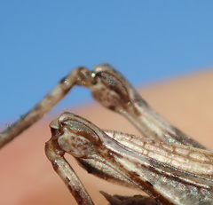 Dociostaurus jagoi occidentalis