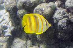 Chaetodon rainfordi