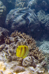 Chaetodon rainfordi