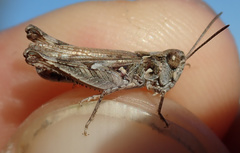 Dociostaurus jagoi occidentalis