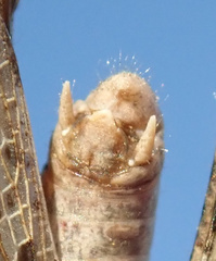 Dociostaurus jagoi occidentalis