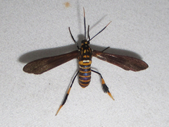 Horama panthalon texana