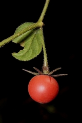 Capsicum geminifolium