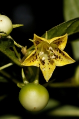 Capsicum geminifolium