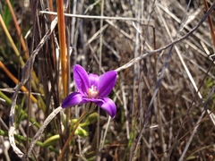 Brodiaea kinkiensis