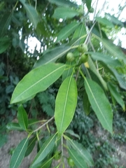 Ficus insipida
