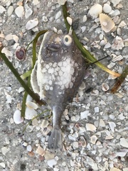 Acanthostracion polygonium