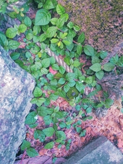 Plectranthus strigosus