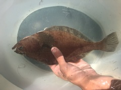 Hippoglossoides elassodon