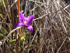 Brodiaea kinkiensis