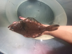 Hippoglossoides elassodon