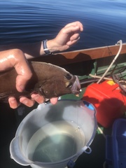 Hippoglossoides elassodon