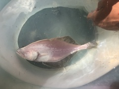 Hippoglossoides elassodon