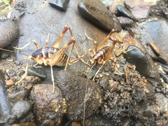 Ceuthophilus gracilipes