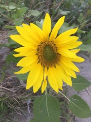 Helianthus annuus
