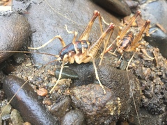 Ceuthophilus gracilipes