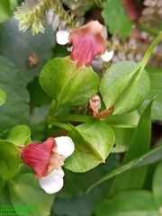 Torenia polygonoides