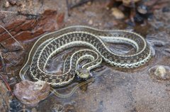 Thamnophis eques