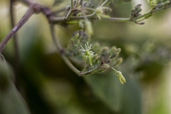 Heliocarpus terebinthinaceus