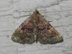 Metalectra miserulata