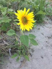 Helianthus annuus