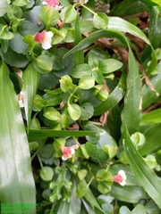 Torenia polygonoides