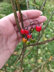 Solanum dulcamara