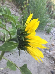 Helianthus annuus