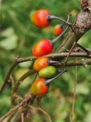 Solanum dulcamara