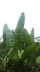Heliconia mariae