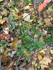 Scutellaria galericulata