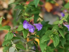 Scutellaria galericulata
