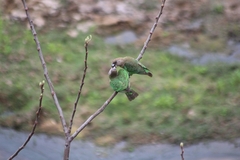 Poicephalus cryptoxanthus