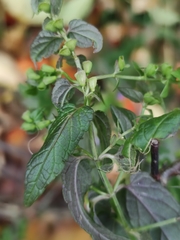 Scutellaria galericulata