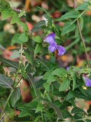 Scutellaria galericulata
