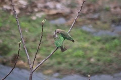 Poicephalus cryptoxanthus