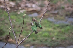 Poicephalus cryptoxanthus