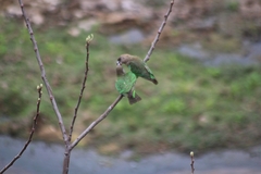 Poicephalus cryptoxanthus