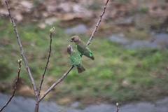 Poicephalus cryptoxanthus