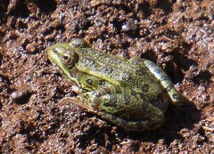 Lithobates chiricahuensis