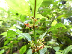 Hoffmannia verticillata