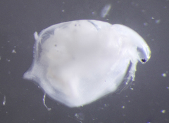 Simocephalus serrulatus