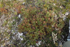Potentilla biflora