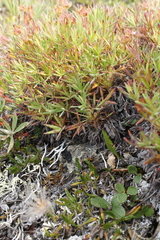 Potentilla biflora