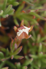 Potentilla biflora