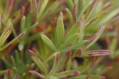 Potentilla biflora