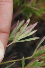 Potentilla biflora