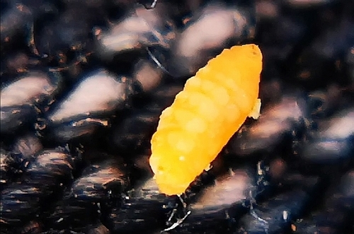 Dasineura ulmaria