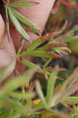 Potentilla biflora