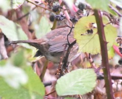 Melospiza melodia morphna